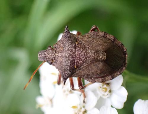 Picromerus bidens